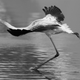 Image for article titled What Kind of Birds Are the Kardashians?